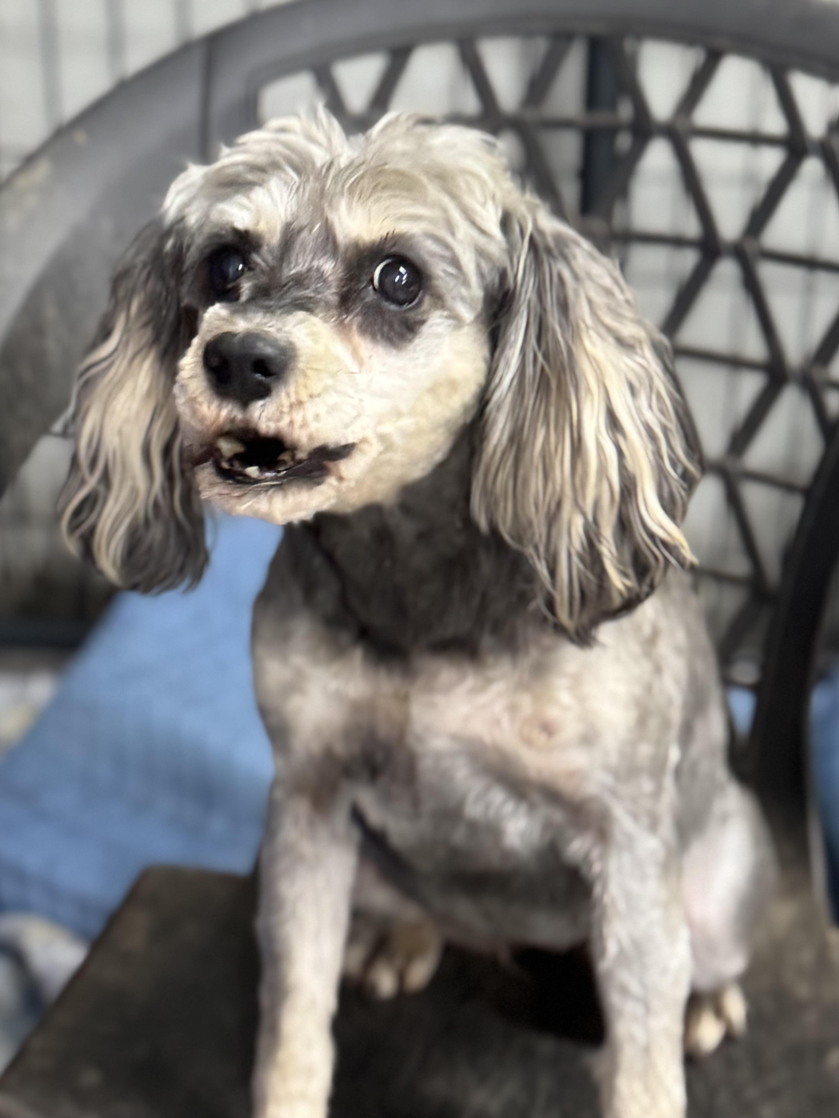 Luna E, Adoptable, Senior Female Miniature Schnauzer & Miniature Poodle.