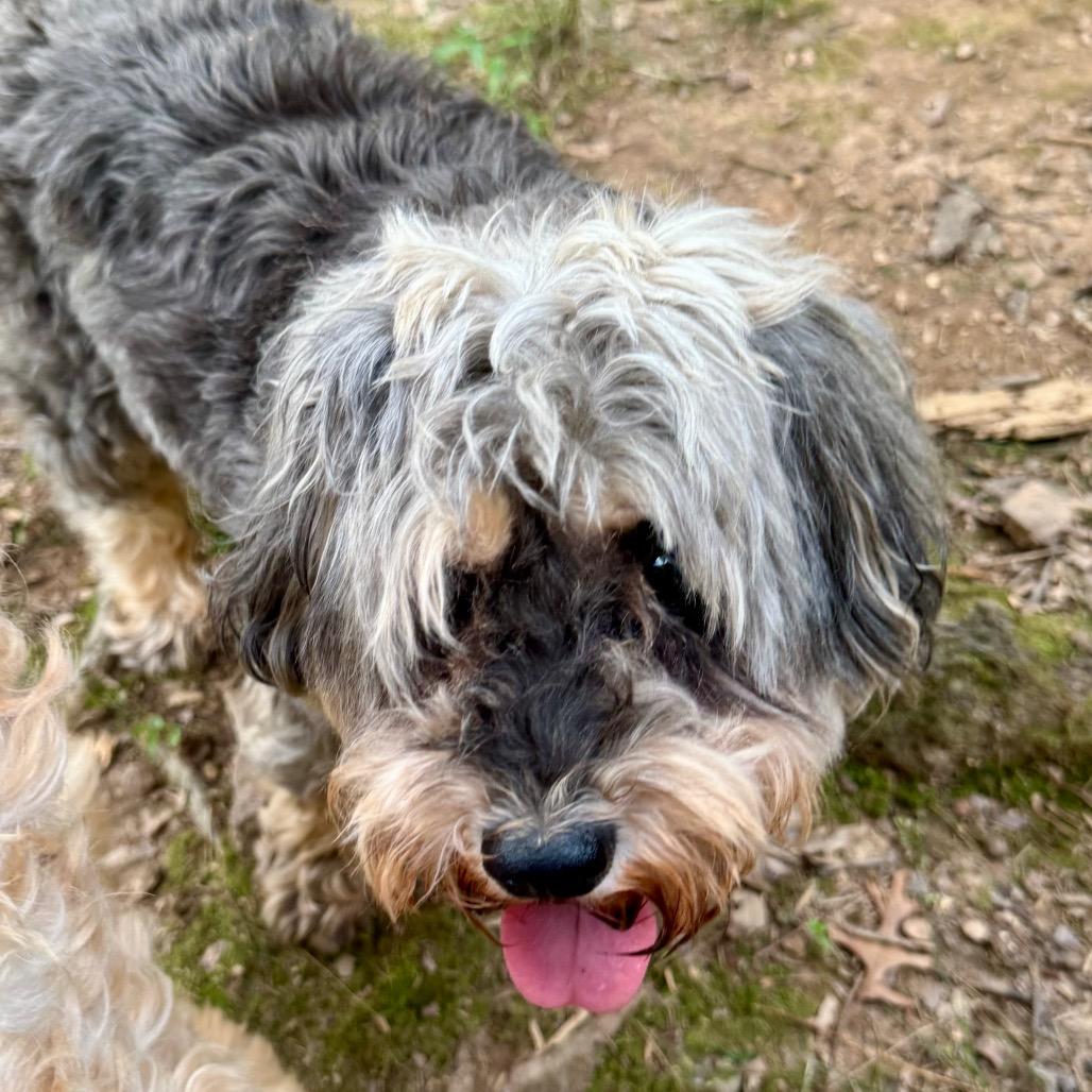 Luna E, a Adoptable mixed breed in Blue Ridge, GA image 4/5