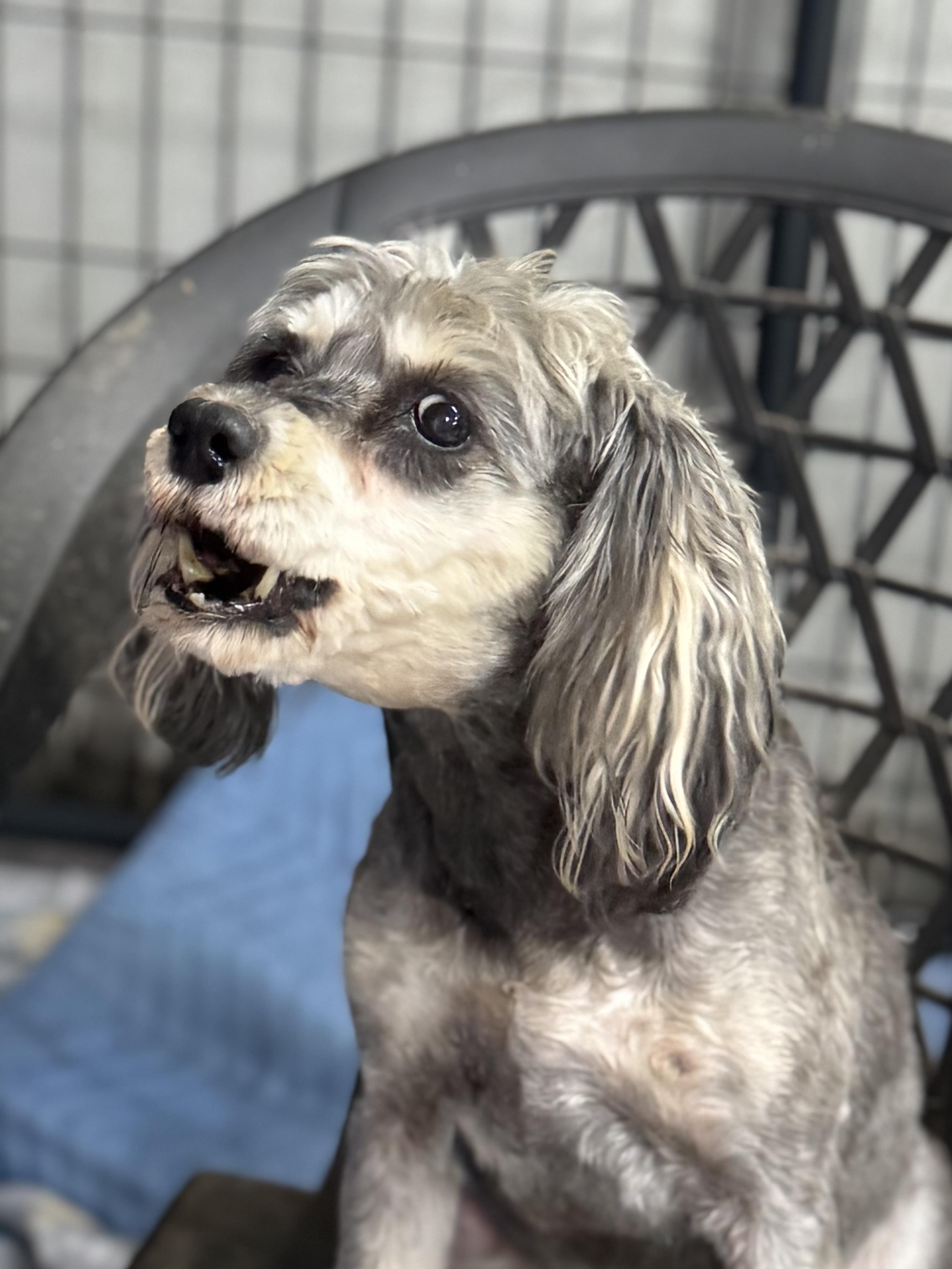 Luna E, a Adoptable mixed breed in Blue Ridge, GA image 5/5