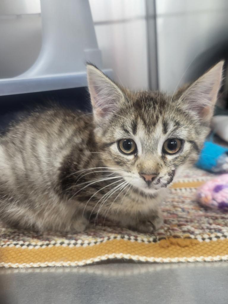 Enlarge Starla, a Adoptable mixed breed in Medford, WI image 1/1