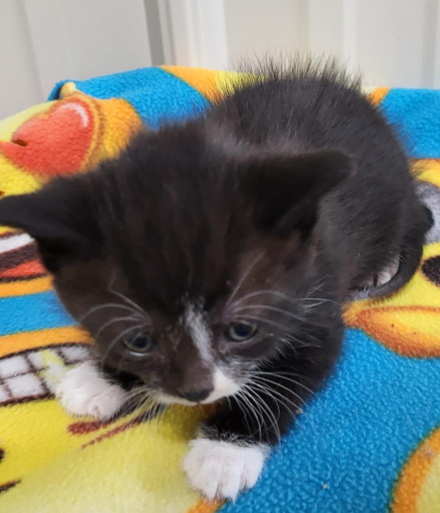 Wednesday, Adoptable, Kitten Female Domestic Short Hair.