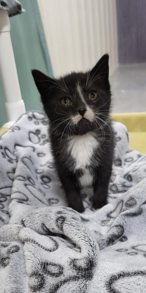 Wednesday, a Adoptable mixed breed in Medford, WI image 2/2