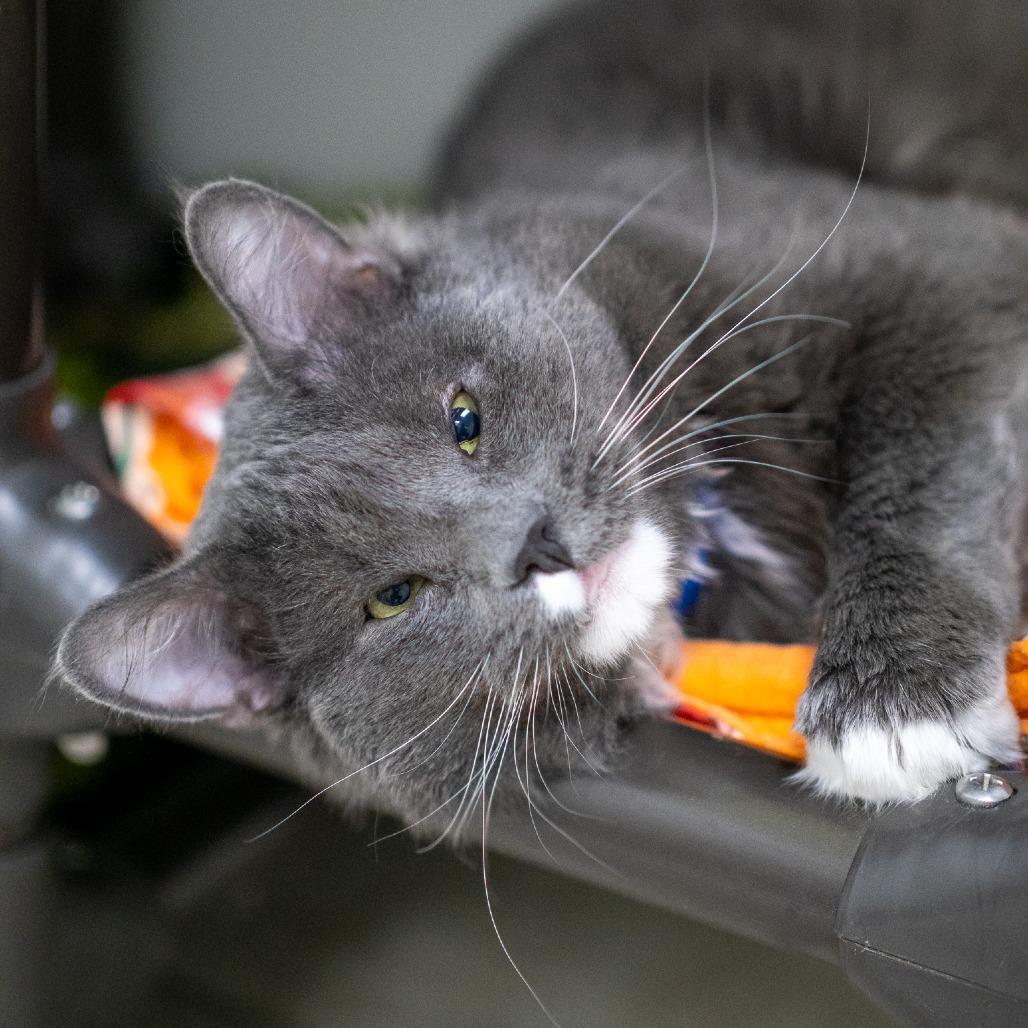Enlarge Boop, a Adoptable Domestic Medium Hair in Albuquerque, NM image 1/6