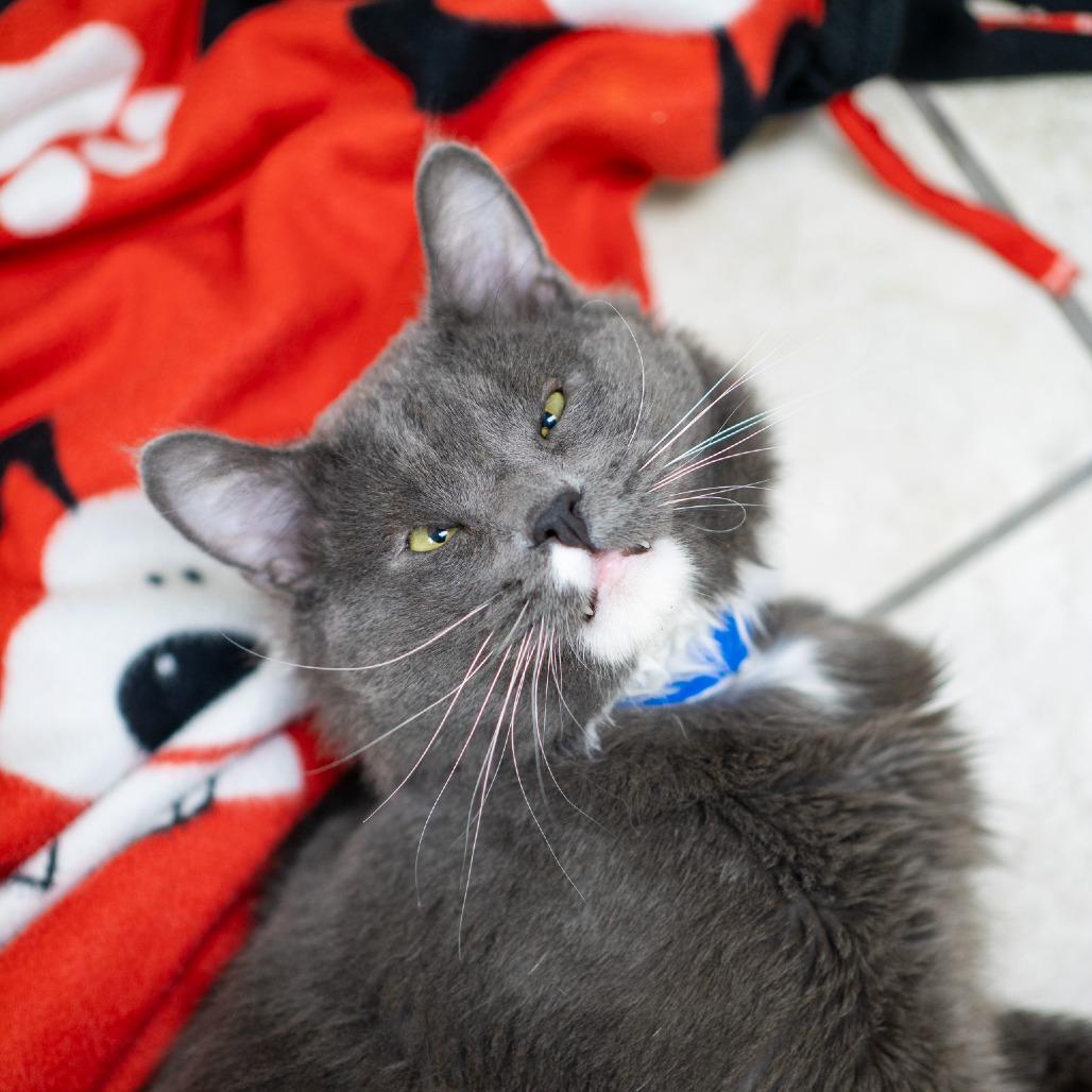 Enlarge Boop, a Adoptable Domestic Medium Hair in Albuquerque, NM image 2/6