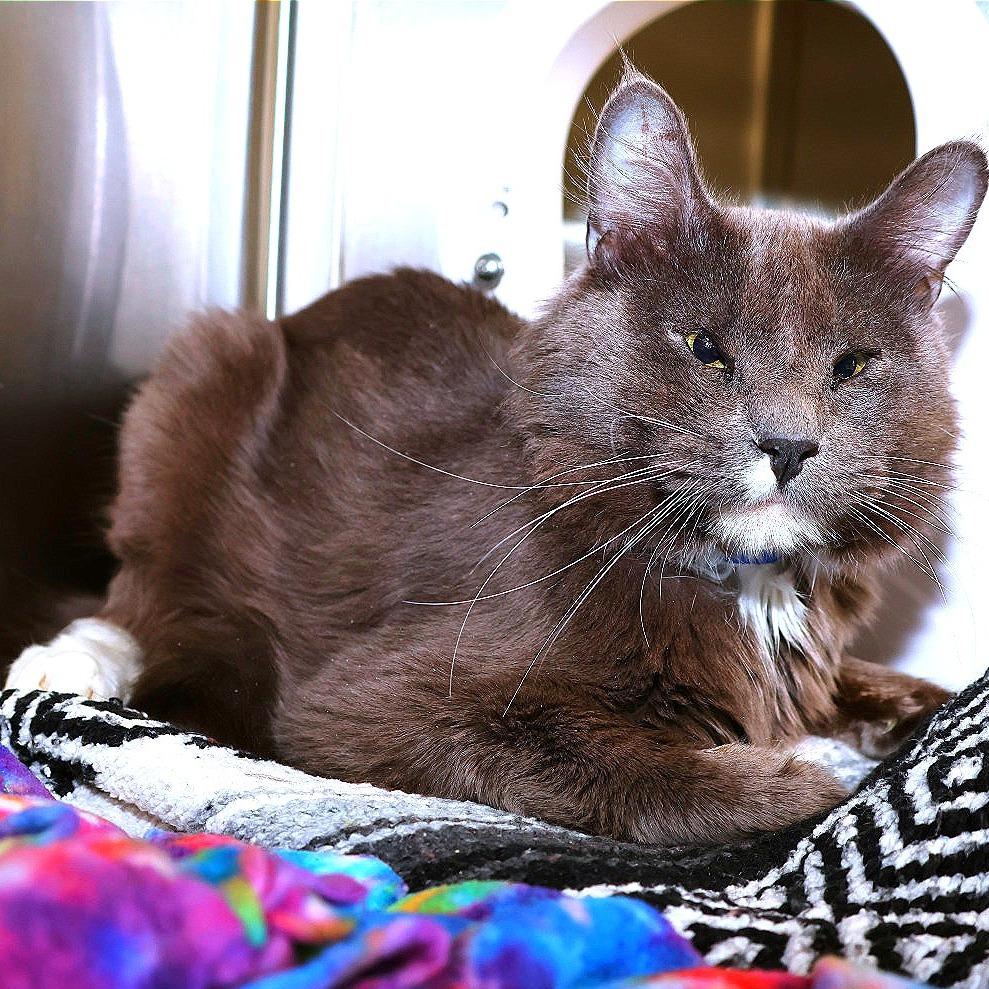 Enlarge Boop, a Adoptable Domestic Medium Hair in Albuquerque, NM image 3/6