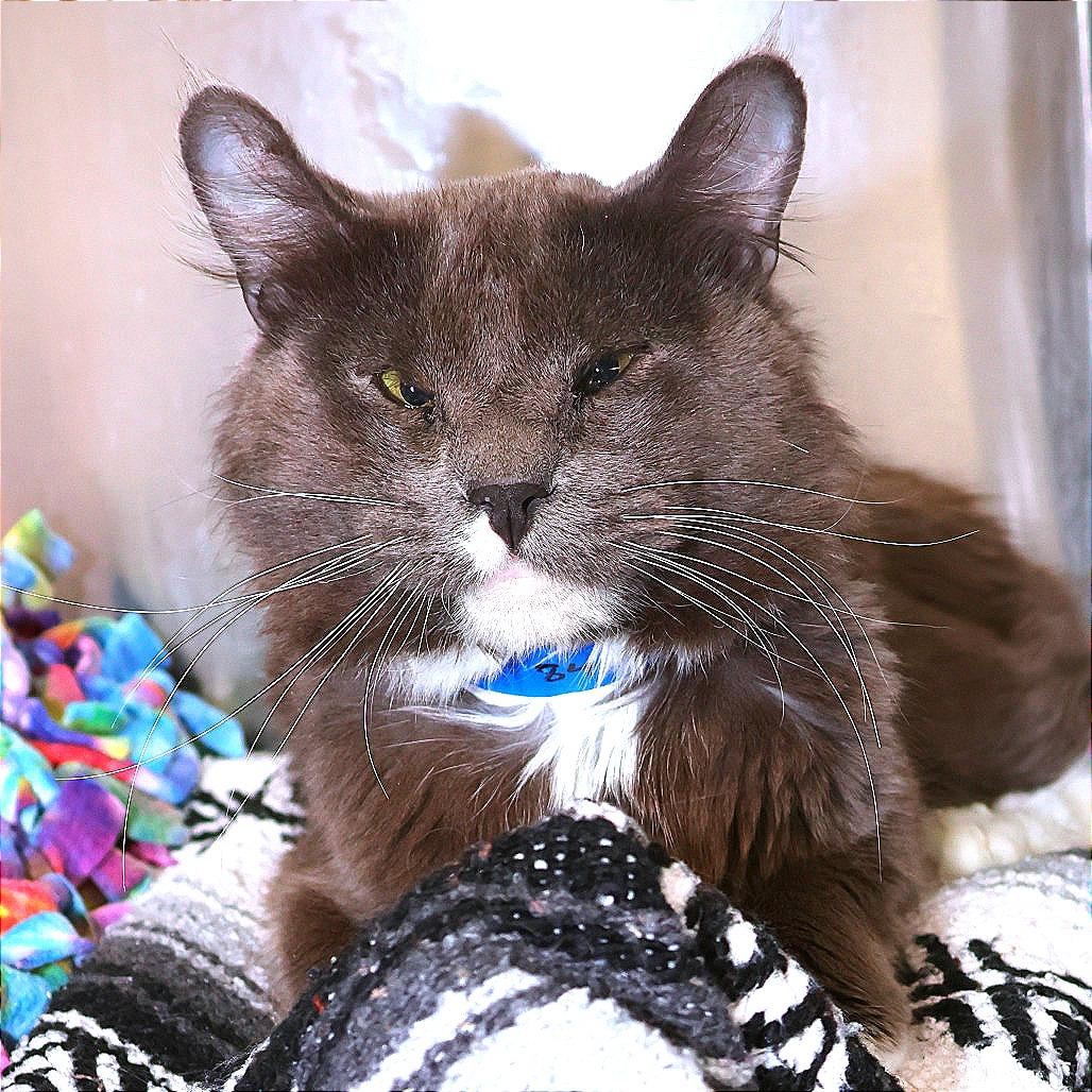 Enlarge Boop, a Adoptable Domestic Medium Hair in Albuquerque, NM image 4/6