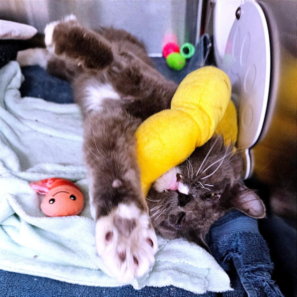 Enlarge Boop, a Adoptable Domestic Medium Hair in Albuquerque, NM image 5/6