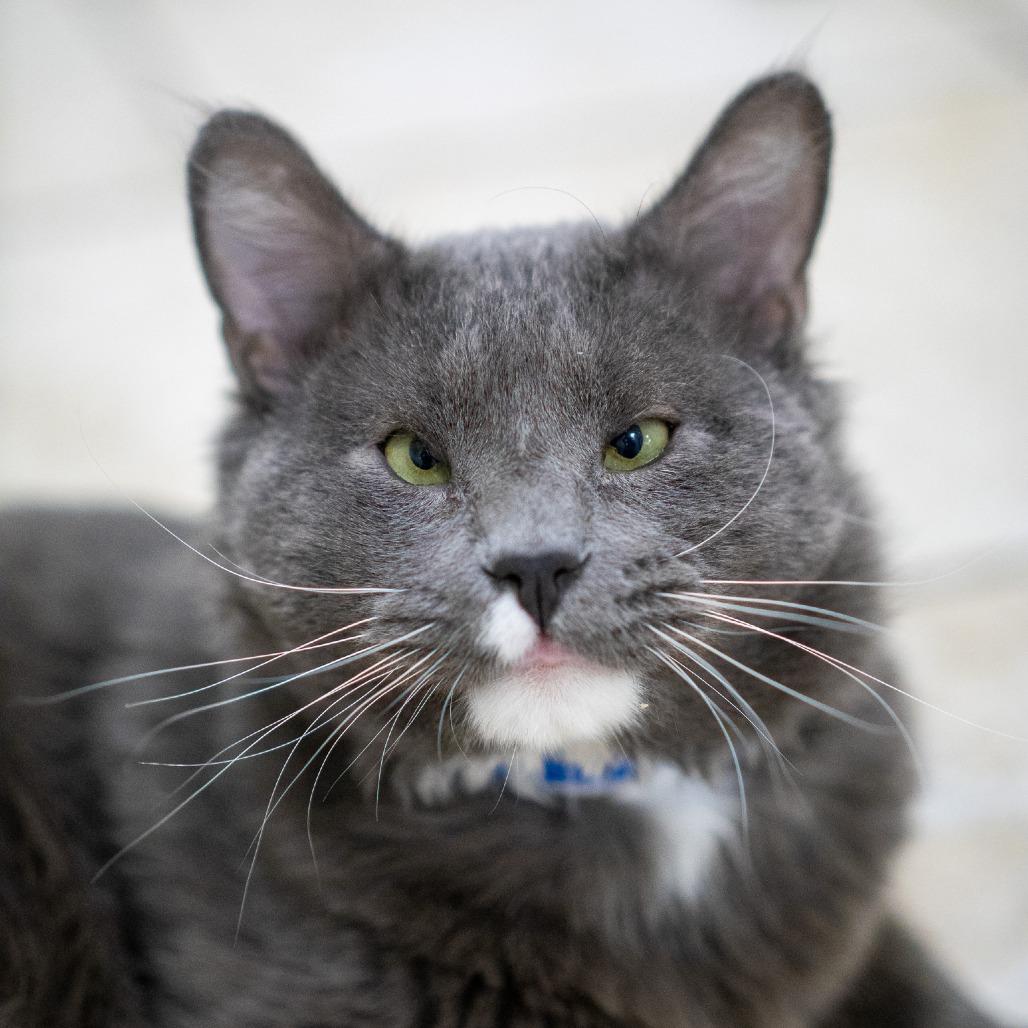 Enlarge Boop, a Adoptable Domestic Medium Hair in Albuquerque, NM image 6/6