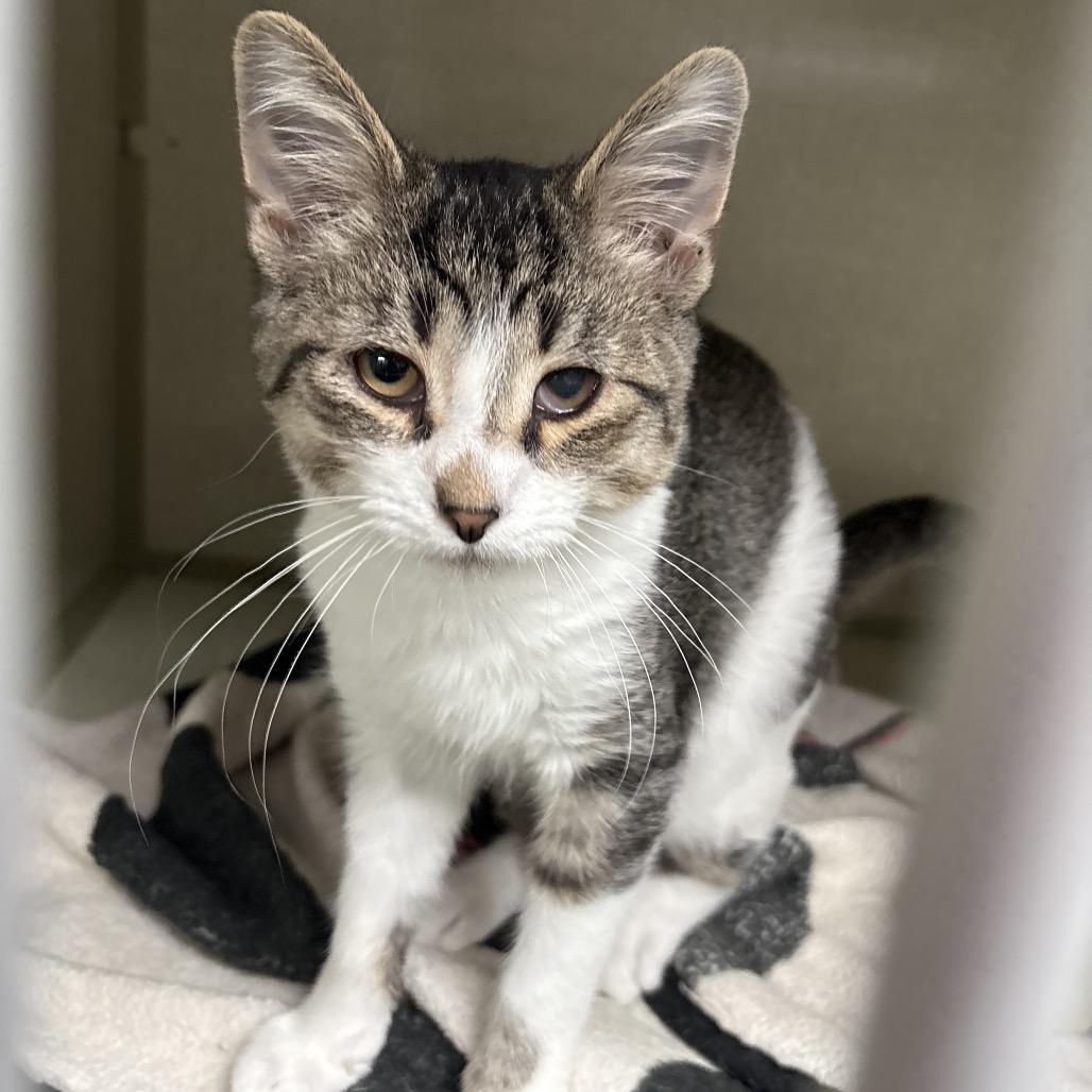 Enlarge Tater Toe Bean, a Adoptable Domestic Medium Hair in Monroe, MI image 1/1