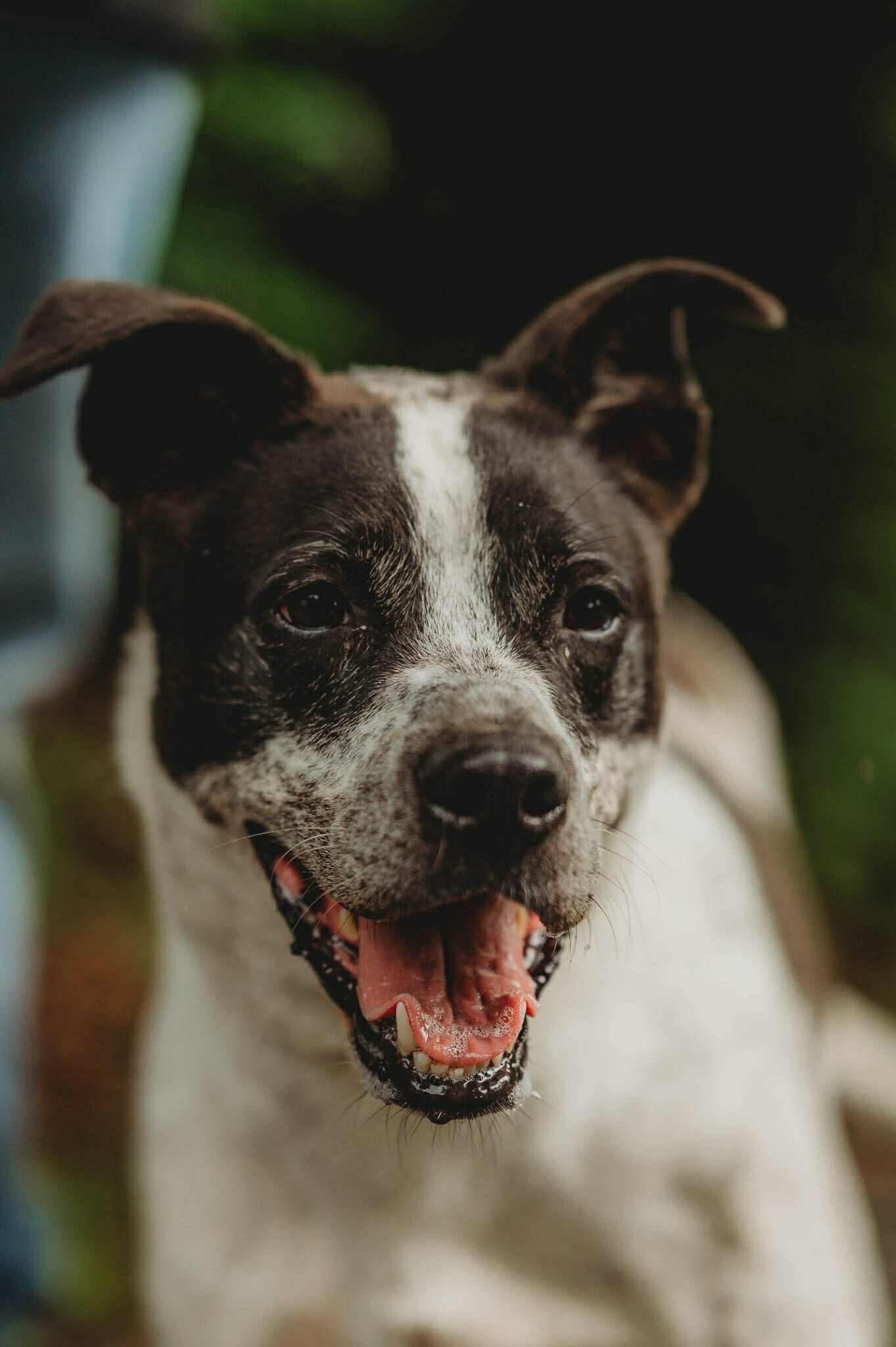 Nash, Adoptable, Puppy Male Labrador Retriever & German Shepherd Dog.