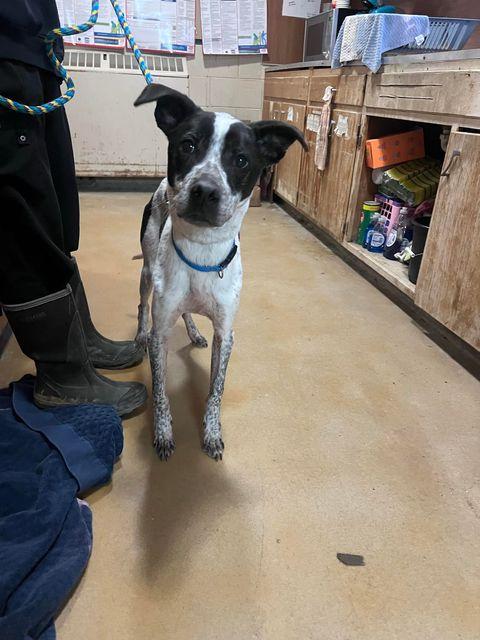 Nash, Adoptable, Puppy Male Labrador Retriever & German Shepherd Dog.