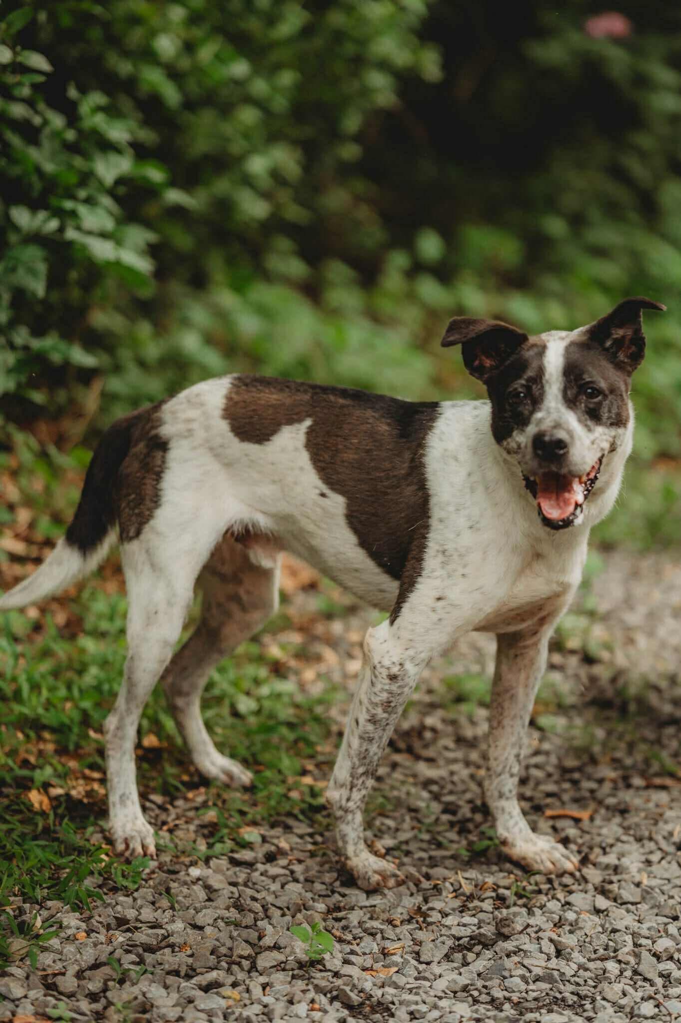 Enlarge Nash, a Adoptable mixed breed in Lewistown, PA image 3/3