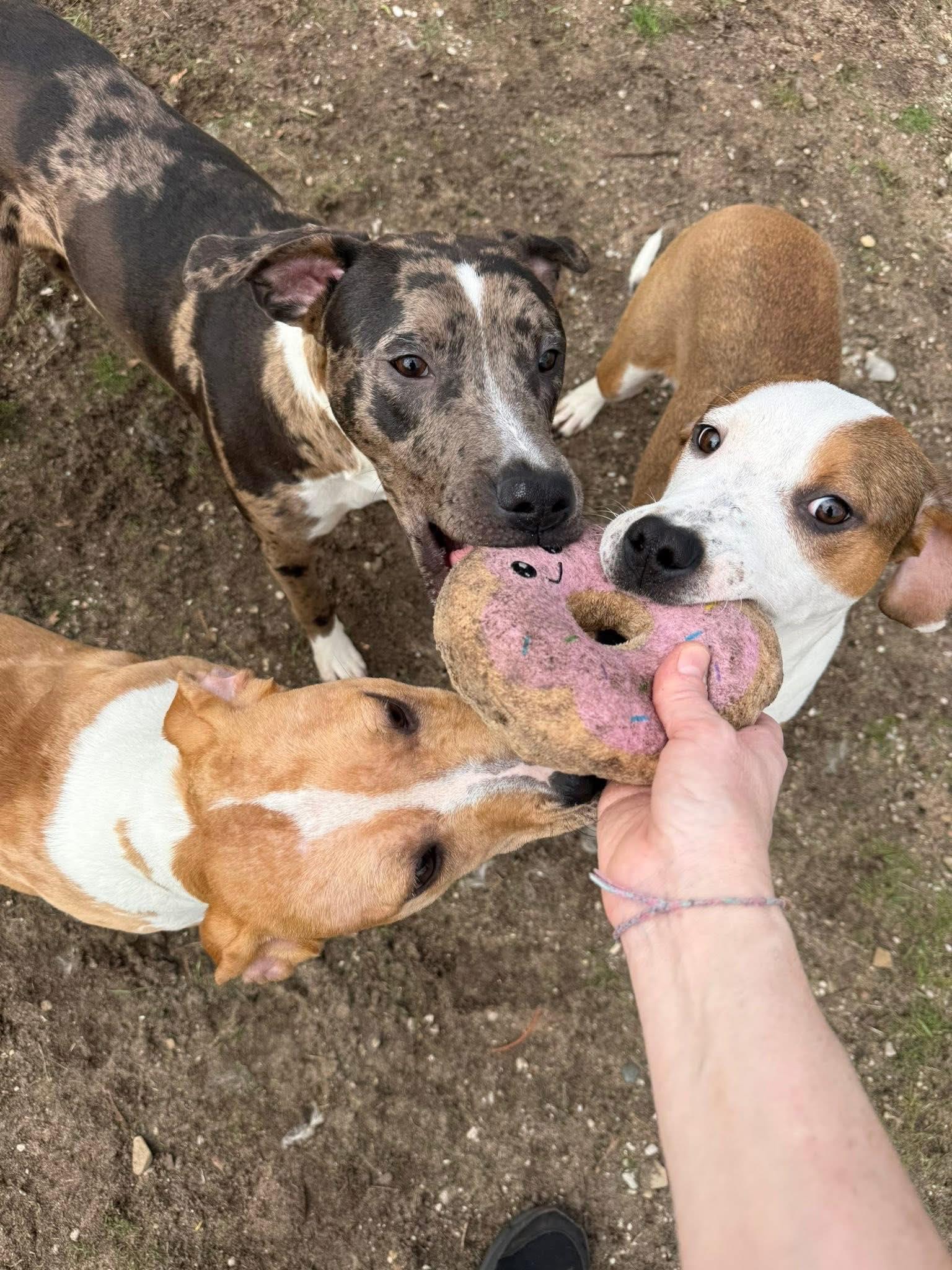 Enlarge Pumpkin(transferred to Benzie), Bubba (adopted), Mikey, a ADOPTABLE mixed breed in Bellaire, MI image 1/1