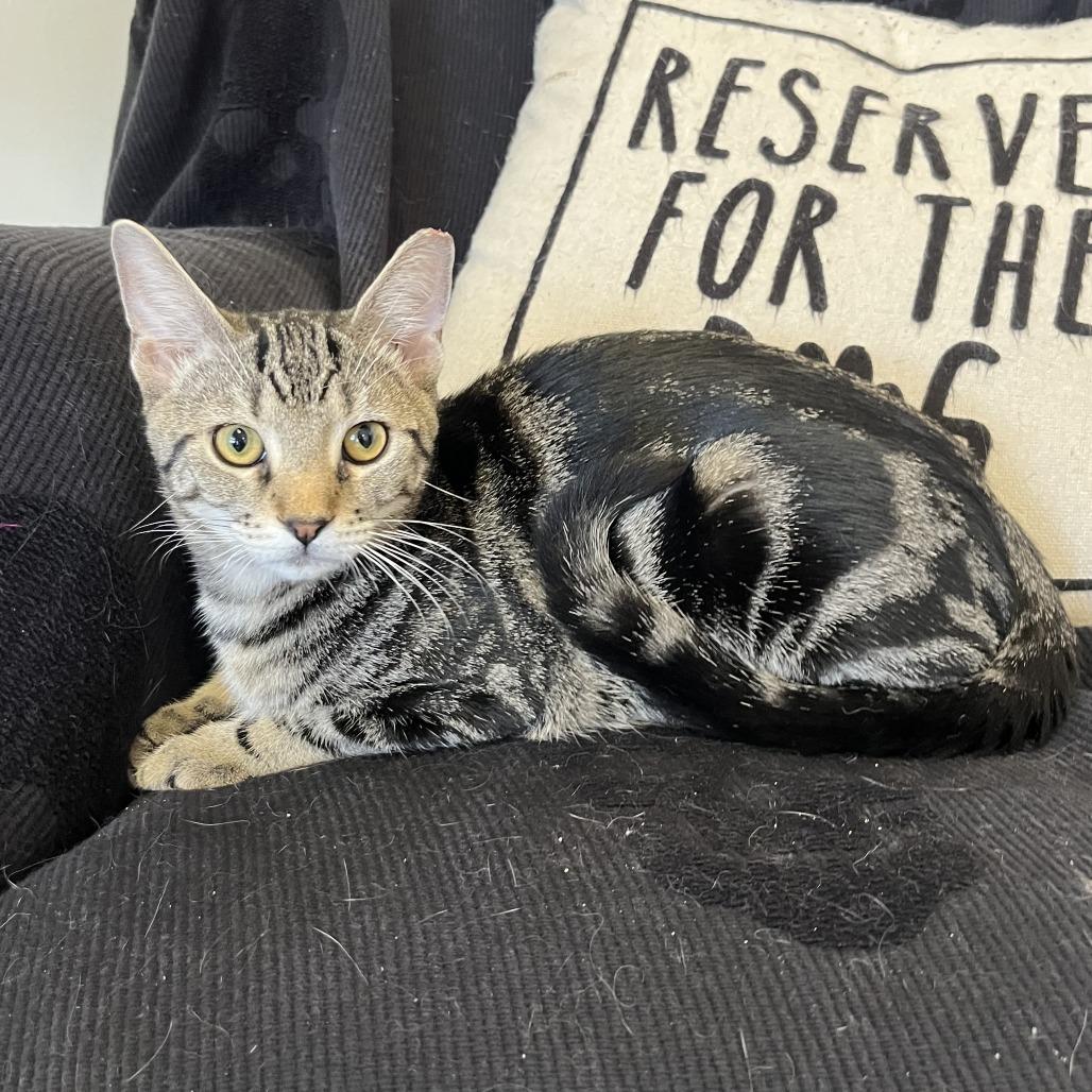 Enlarge Diman, a Adoptable Domestic Short Hair in North Myrtle Beach, SC image 1/1