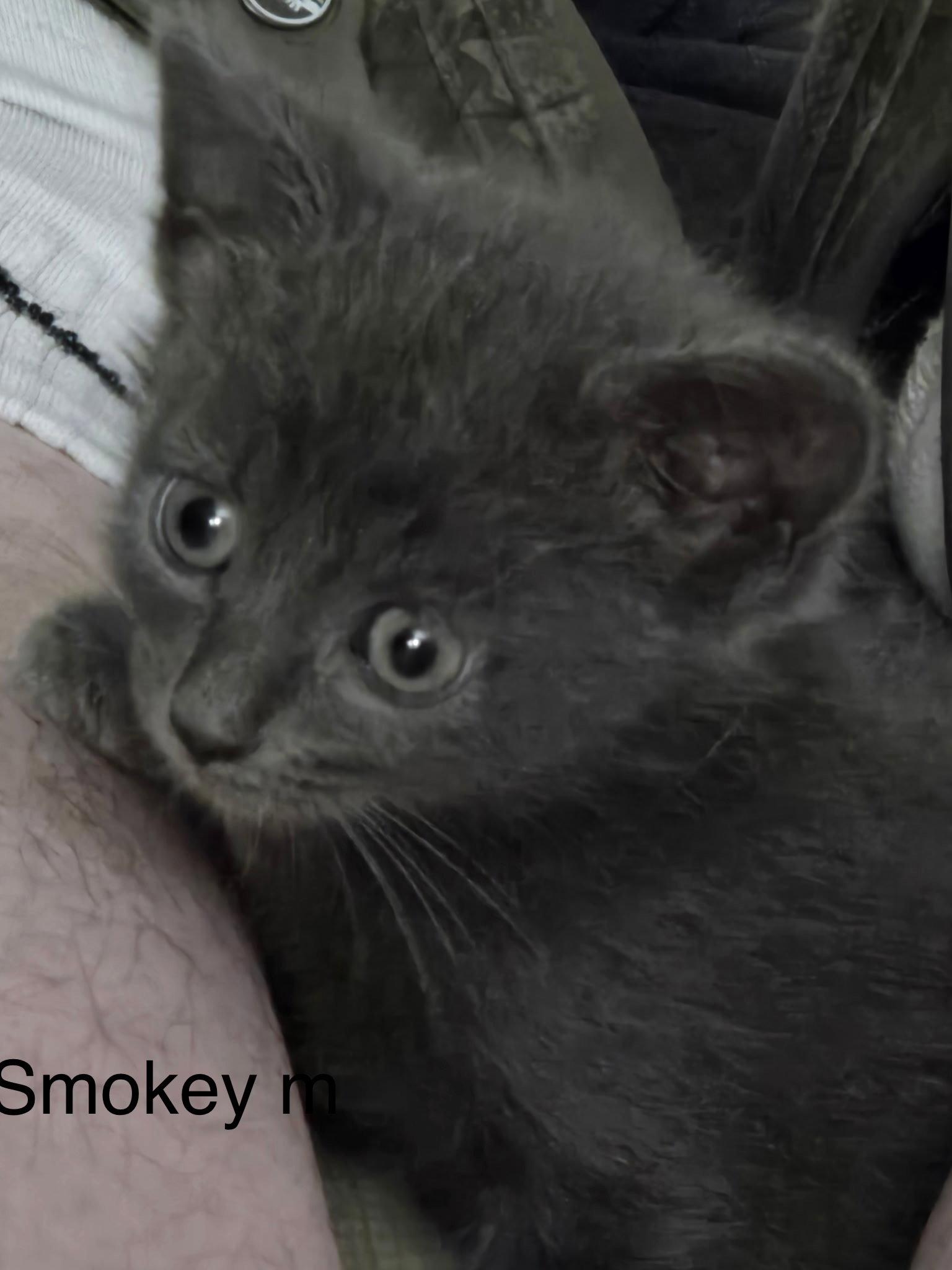 Enlarge Smokey    (nd), a Adoptable Domestic Short Hair in White Bluff, TN image 1/2
