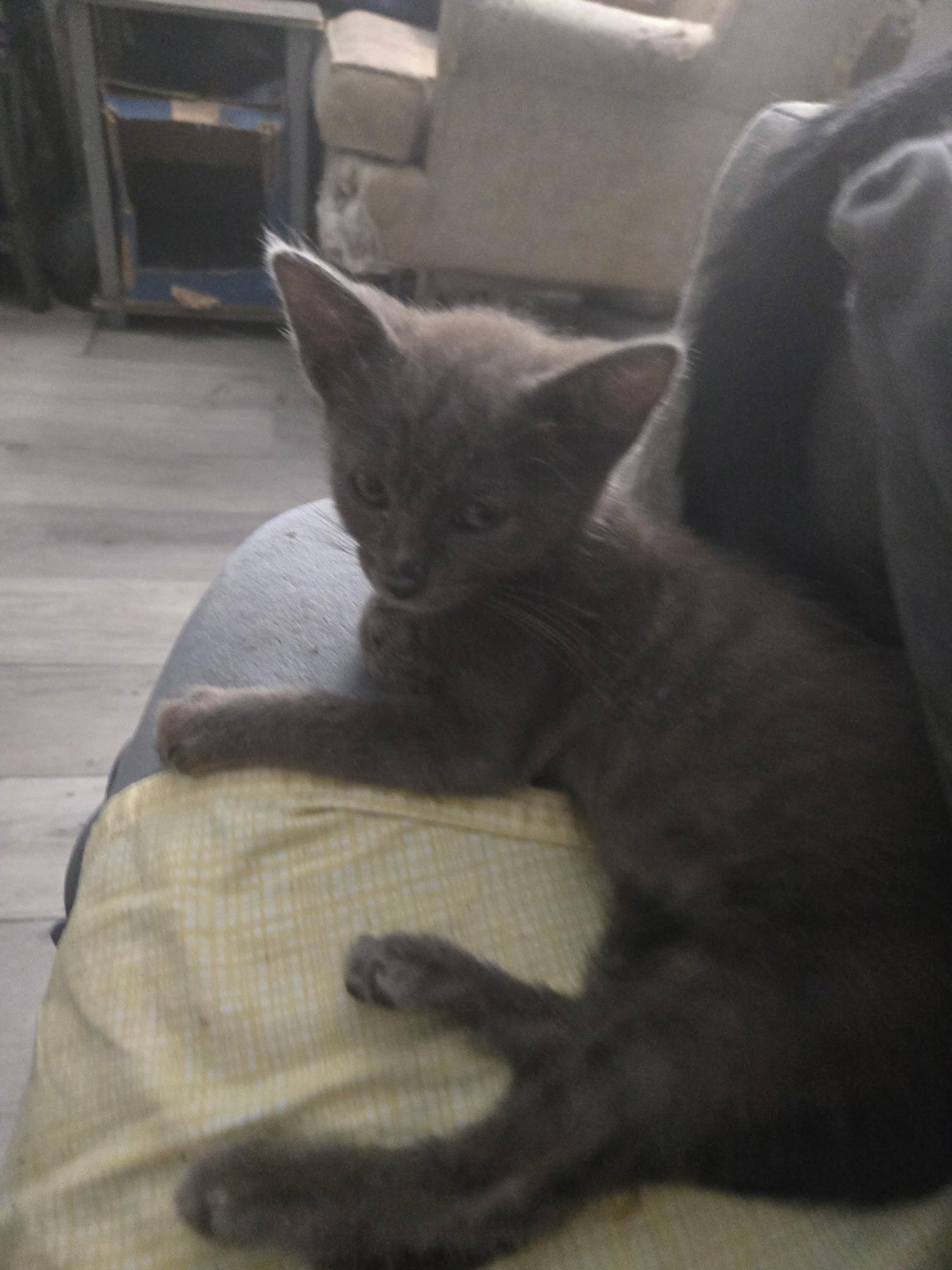 Enlarge Smokey    (nd), a Adoptable Domestic Short Hair in White Bluff, TN image 2/2