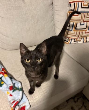 Enlarge Olivia, a ADOPTABLE Domestic Short Hair in Elk Grove, CA image 4/5