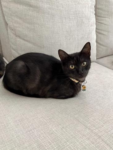 Enlarge Olivia, a ADOPTABLE Domestic Short Hair in Elk Grove, CA image 3/5