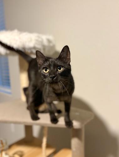 Olivia, ADOPTABLE, Young Female Domestic Short Hair.