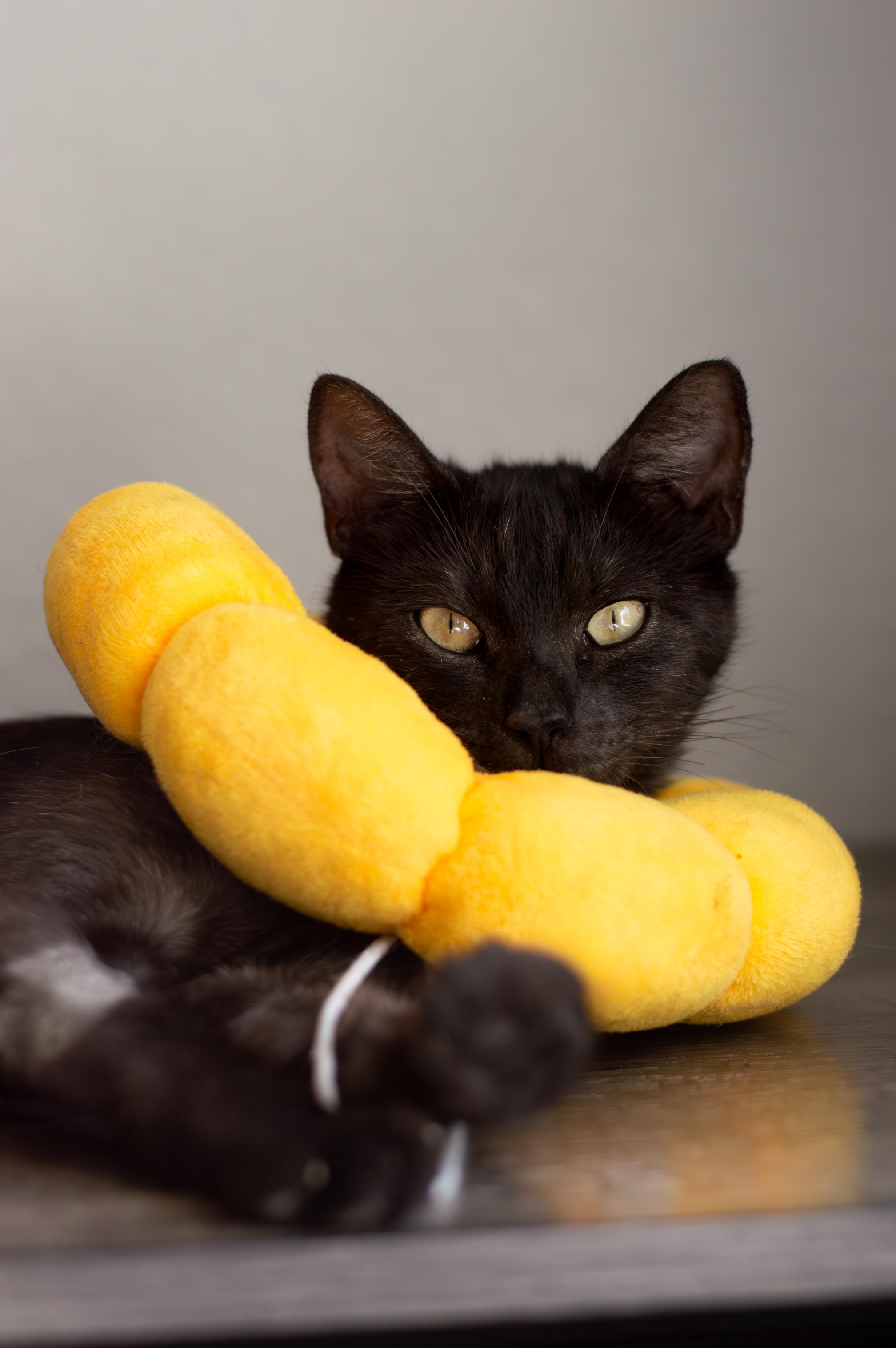 Olivia, a ADOPTABLE Domestic Short Hair in Elk Grove, CA image 2/2