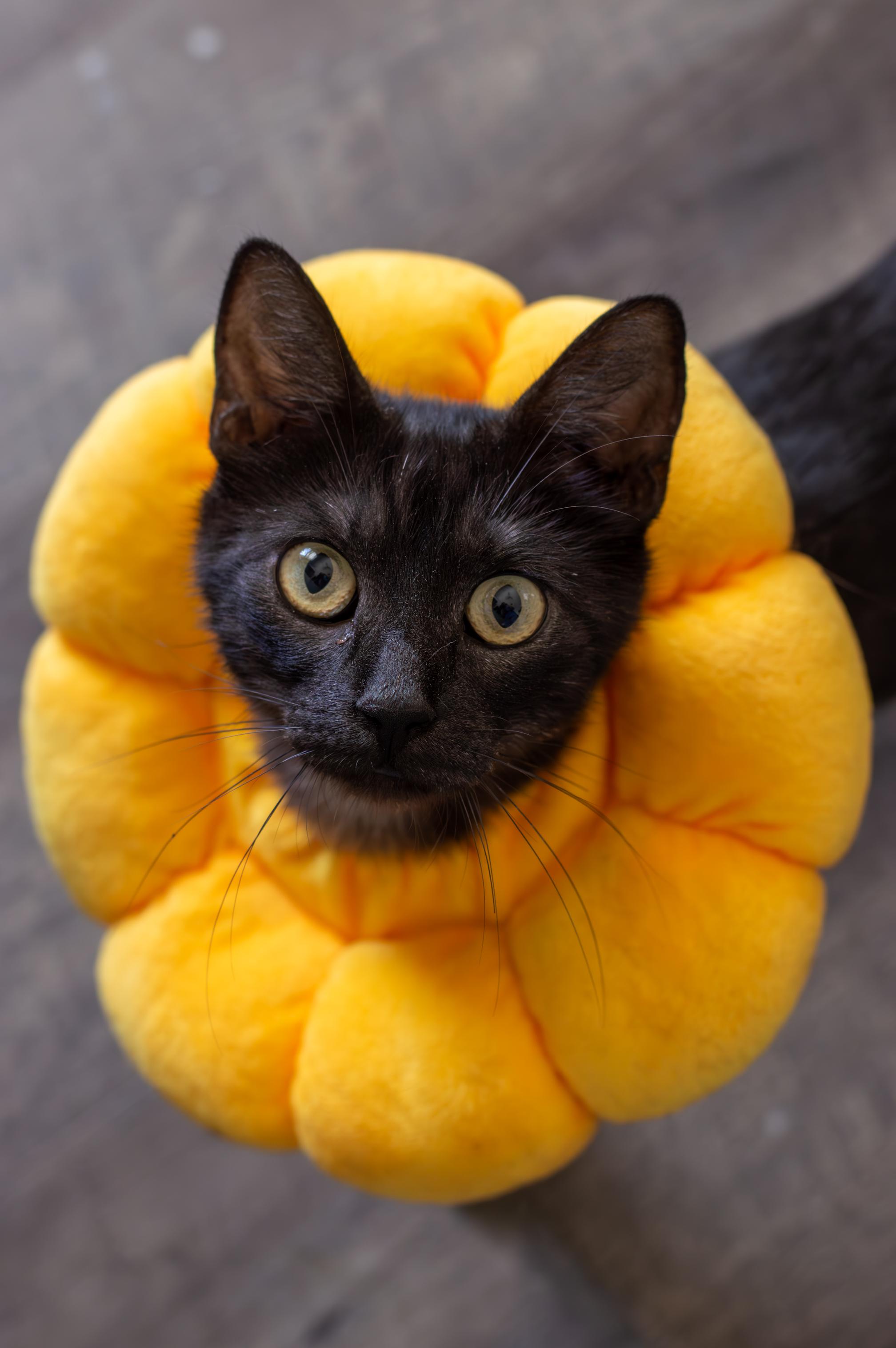 Olivia, ADOPTABLE, Young Female Domestic Short Hair.