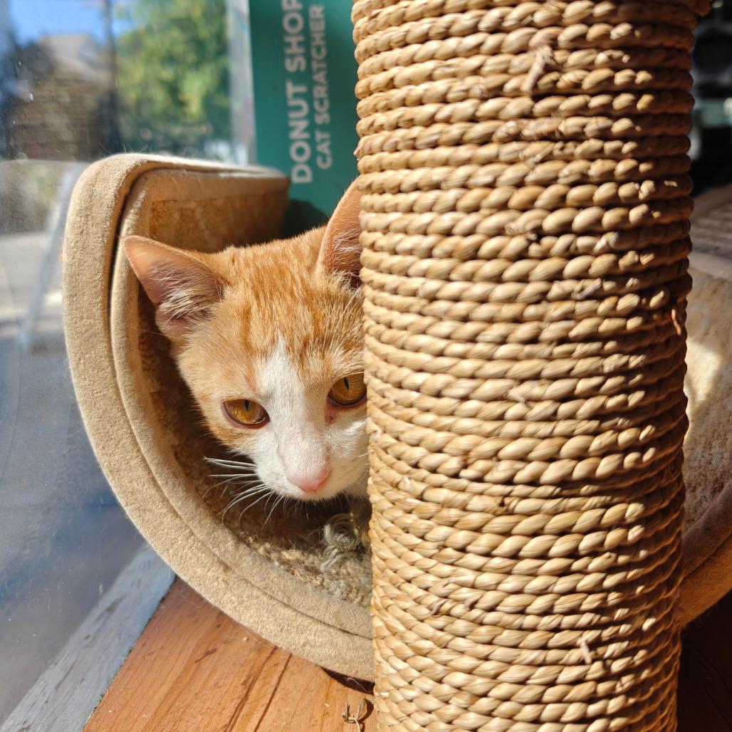 Kumquat, Adoptable, Young Female Domestic Short Hair.