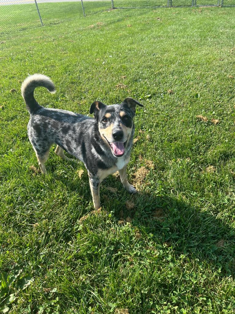 Ellie, Adoptable, Adult Female Cattle Dog.