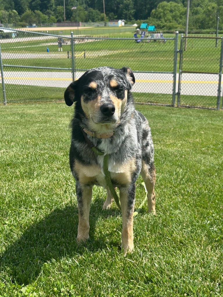 Ellie, a Adoptable Terrier in New Manchester, WV image 1/6
