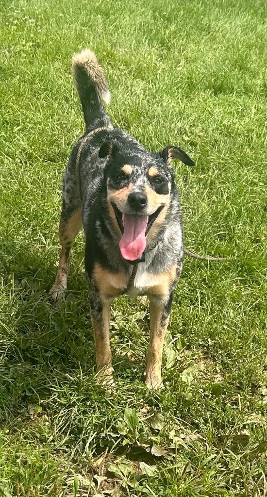 Ellie, Adoptable, Adult Female Cattle Dog.