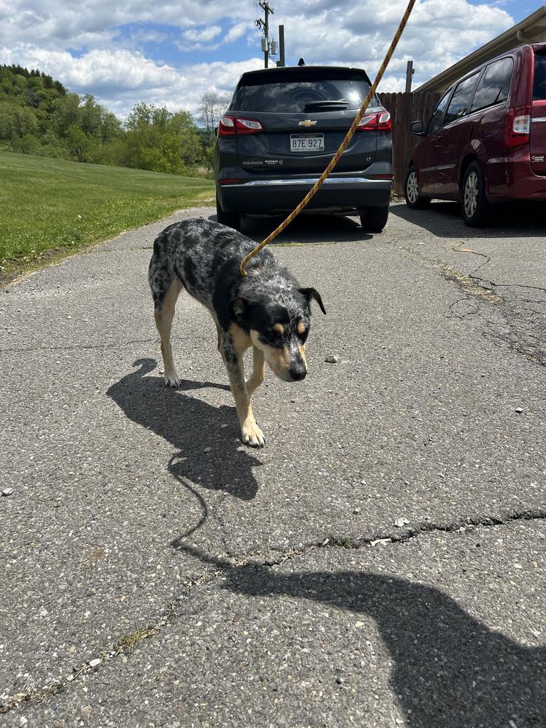 Ellie, a Adoptable Terrier in New Manchester, WV image 2/6