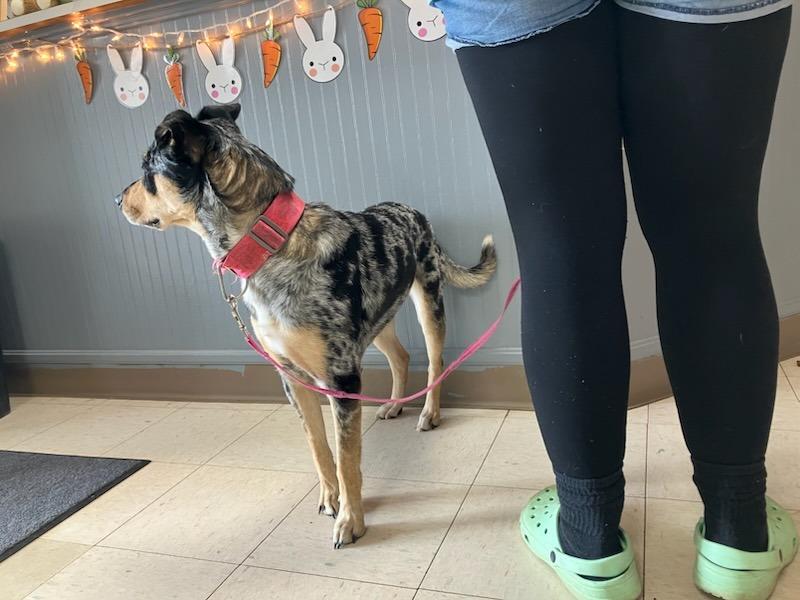 Ellie, a Adoptable Terrier in New Manchester, WV image 3/6
