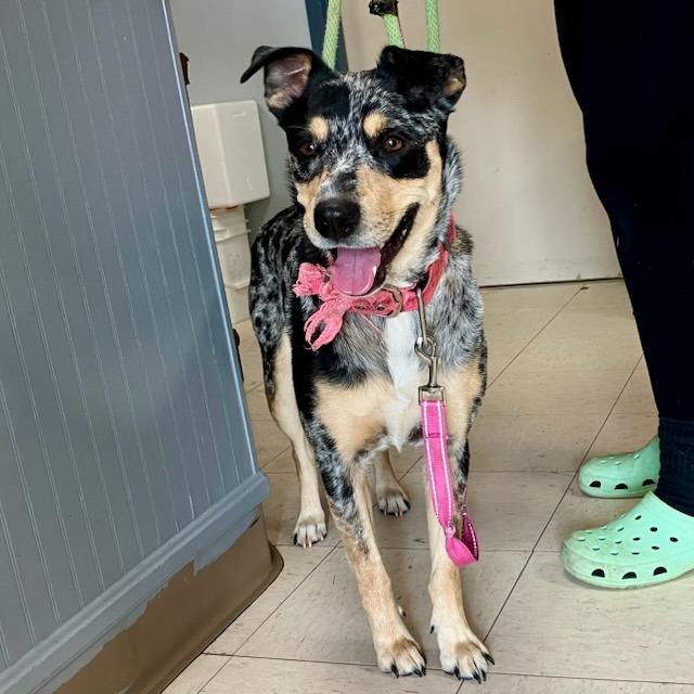 Ellie, a Adoptable Terrier in New Manchester, WV image 5/6