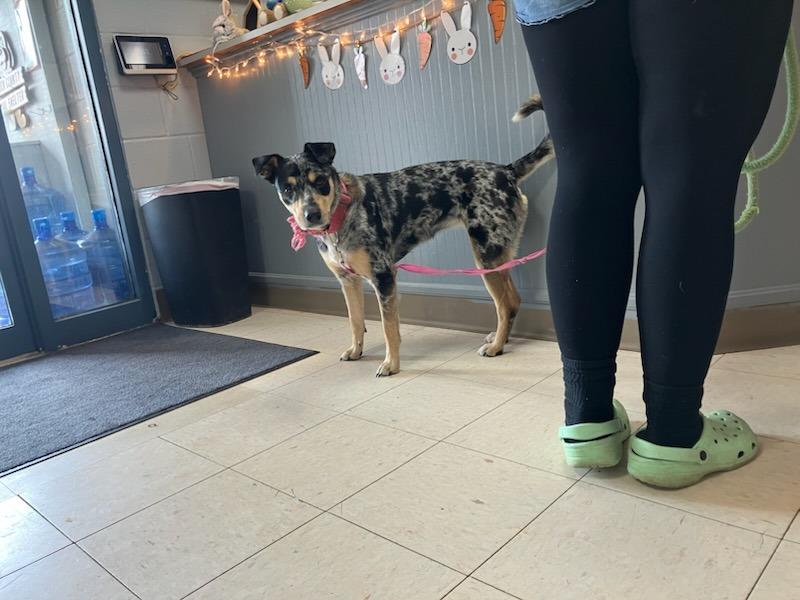 Ellie, a Adoptable Terrier in New Manchester, WV image 6/6