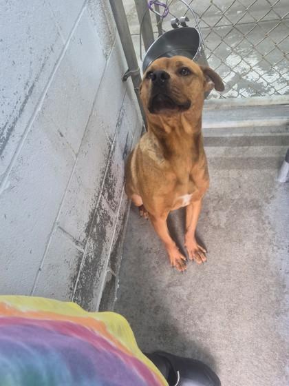 Enlarge Burger, a ADOPTABLE Mixed Breed in Georgetown, SC image 2/2