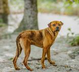 Enlarge Burger, a ADOPTABLE Mixed Breed in Georgetown, SC image 2/2