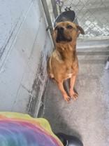 Enlarge Burger, a ADOPTABLE Mixed Breed in Georgetown, SC image 1/2