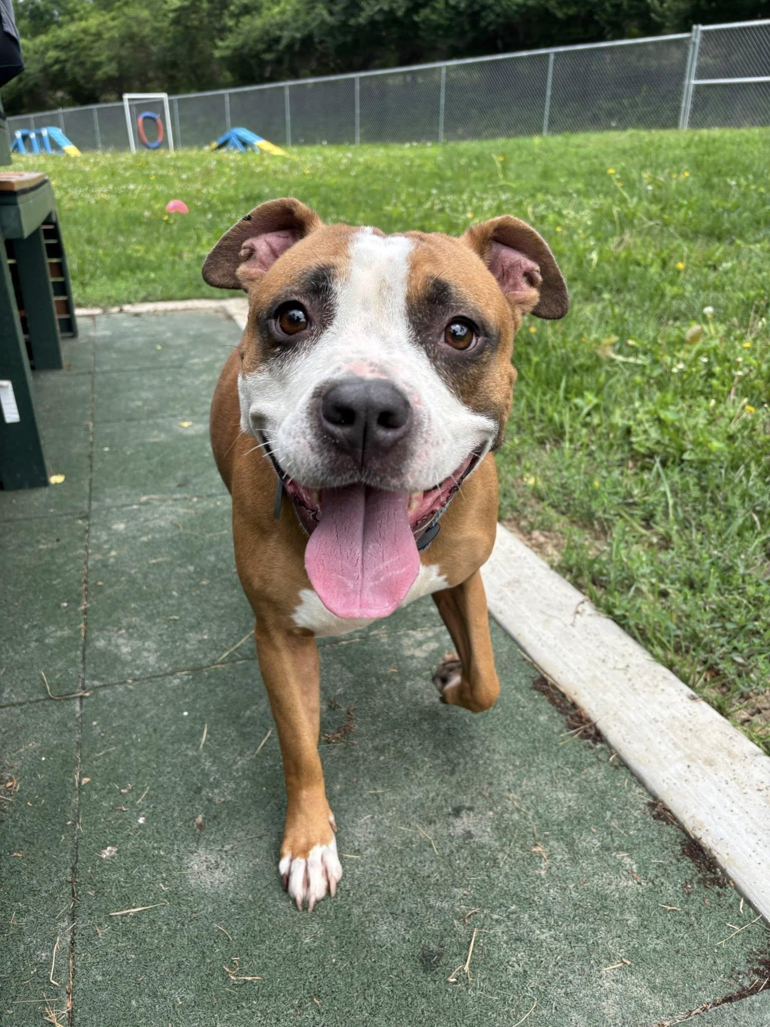 Enlarge Bernadette, a ADOPTABLE Boxer in Saint Charles, MO image 1/1