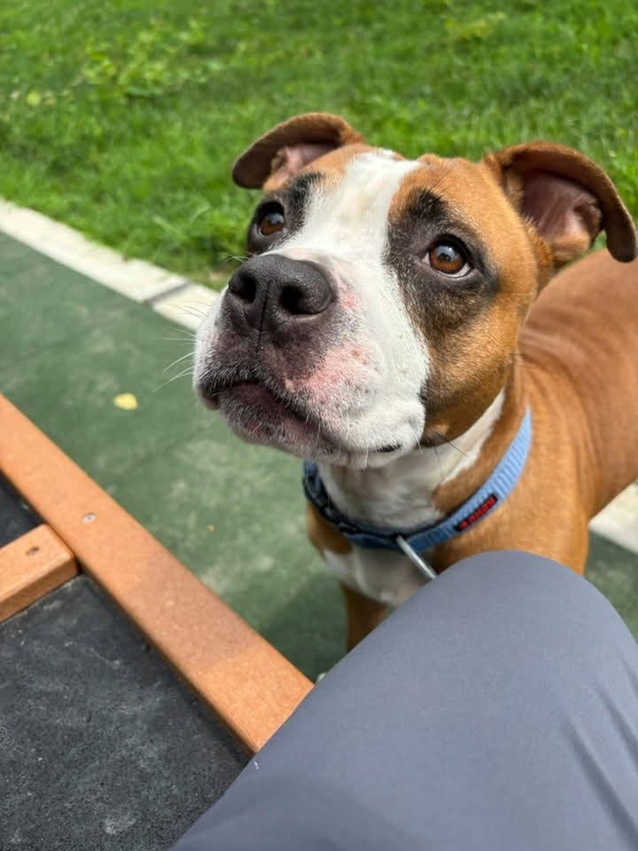 Enlarge Bernadette, a ADOPTABLE Boxer in Saint Charles, MO image 1/5