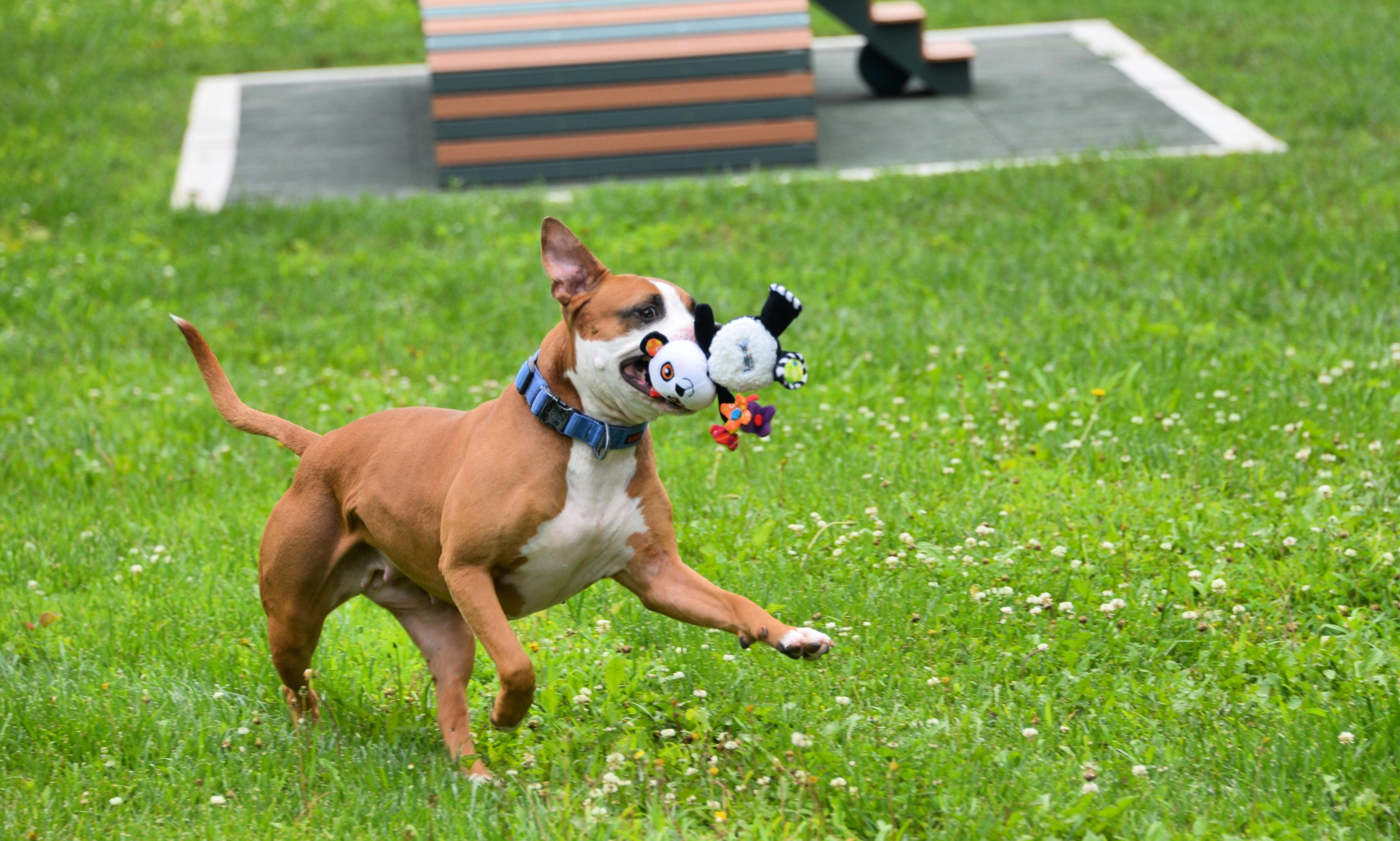 Enlarge Bernadette, a ADOPTABLE Boxer in Saint Charles, MO image 5/5