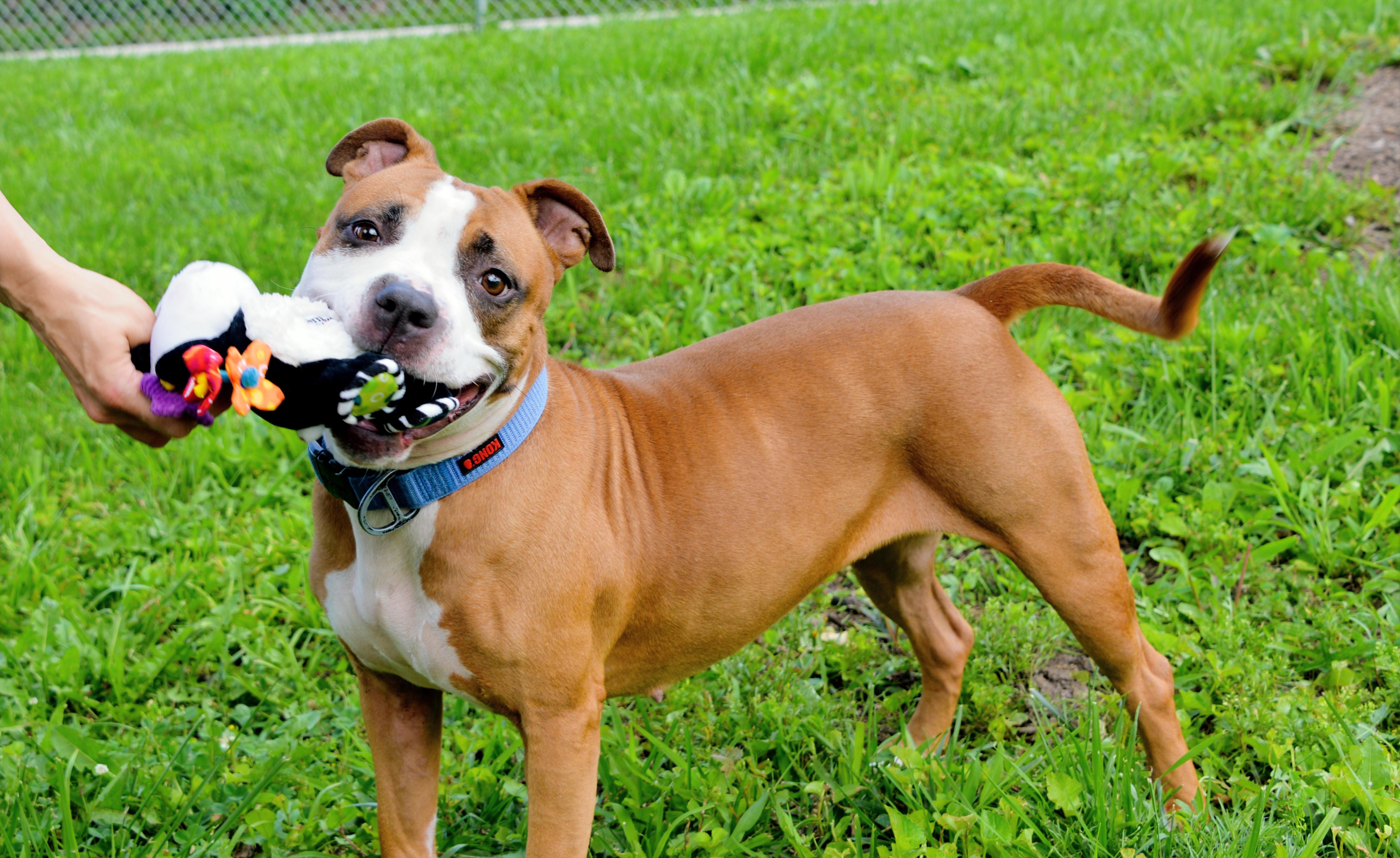 Enlarge Bernadette, a ADOPTABLE Boxer in Saint Charles, MO image 2/5
