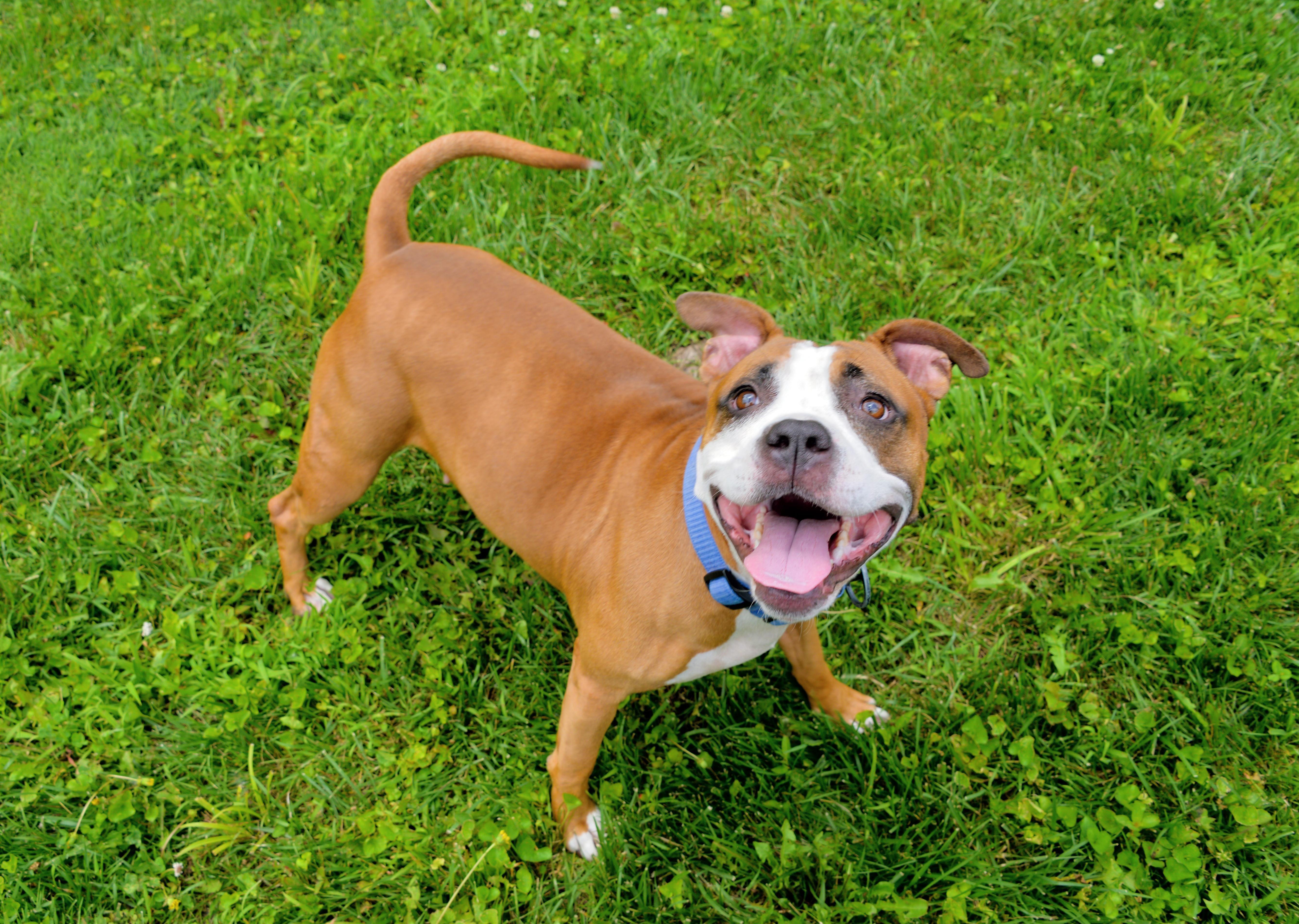 Enlarge Bernadette, a ADOPTABLE Boxer in Saint Charles, MO image 3/5