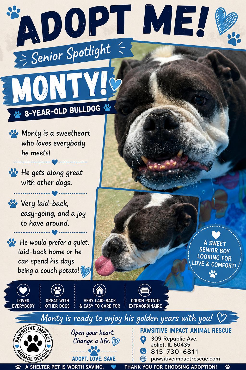 Monty, Adoptable, Senior Male English Bulldog.