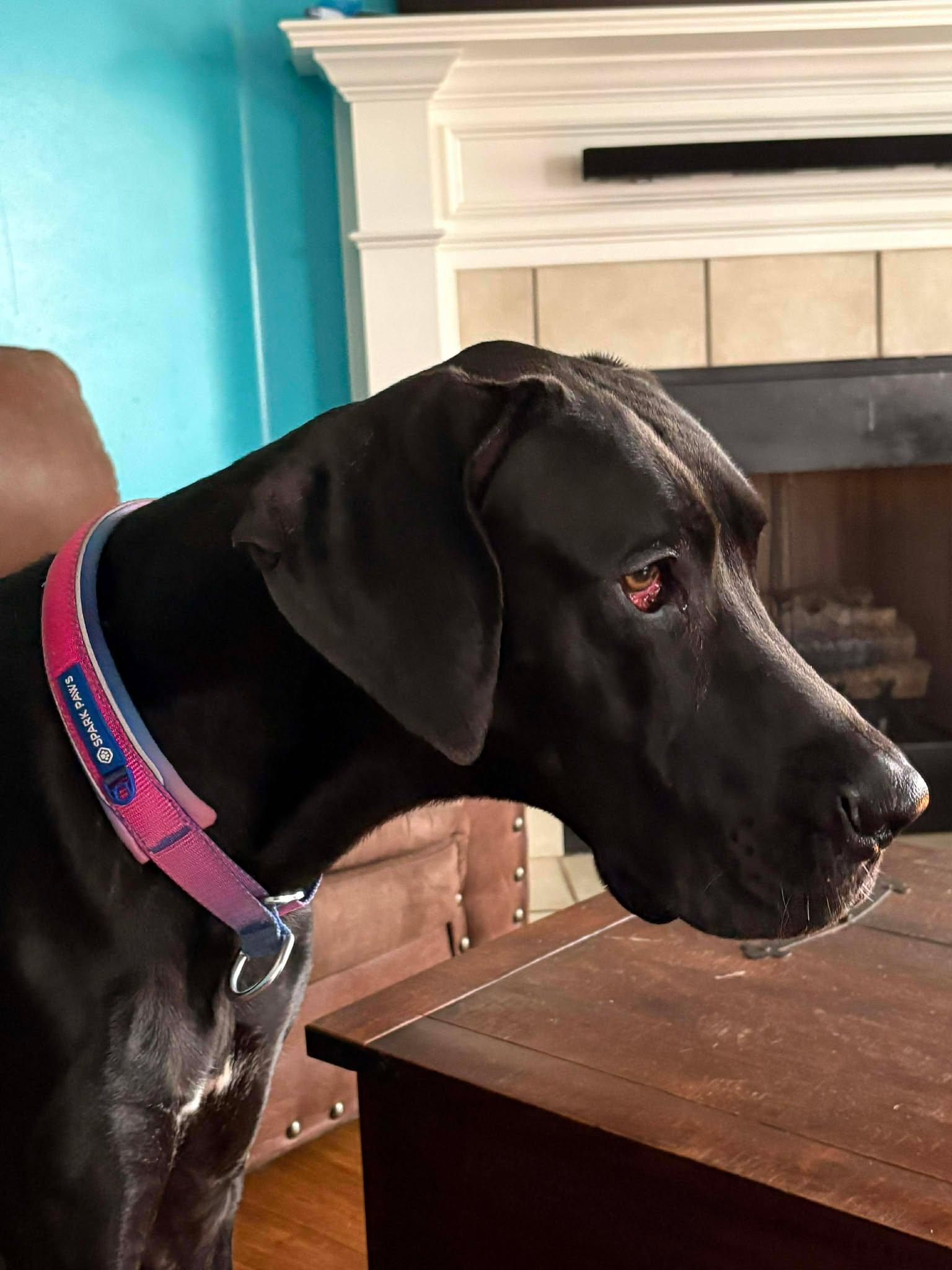 Stella, adoptable, Young Female Great Dane.