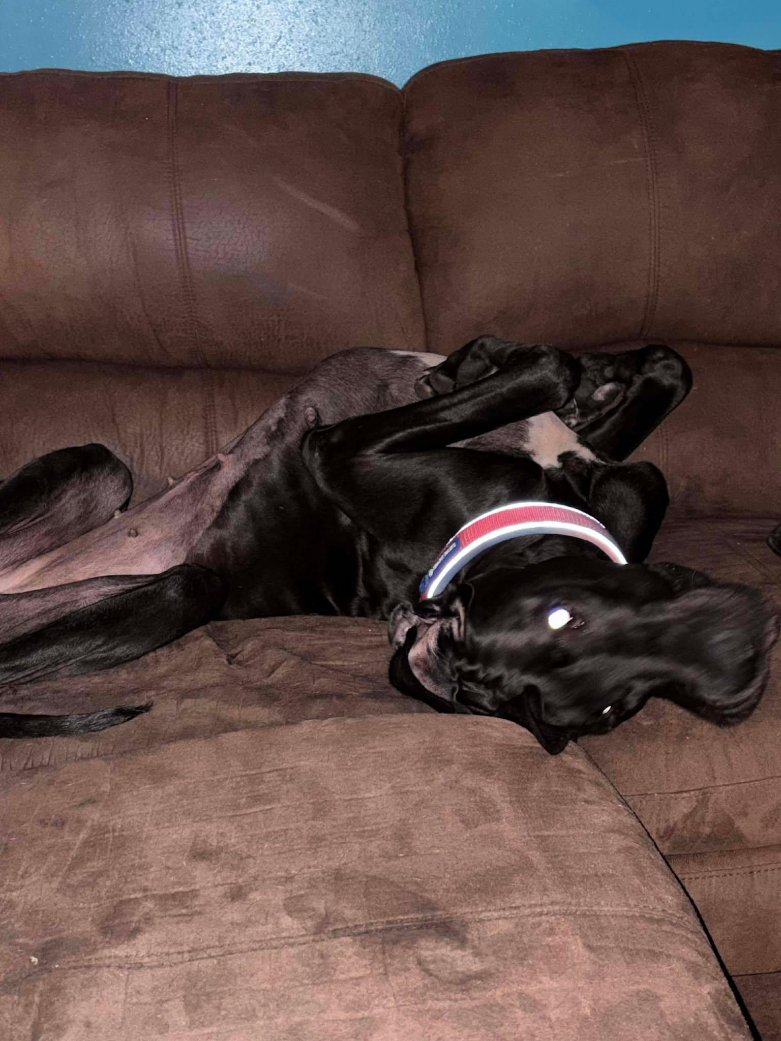 Enlarge Stella, an adoptable Great Dane in Pensacola, FL image 6/6