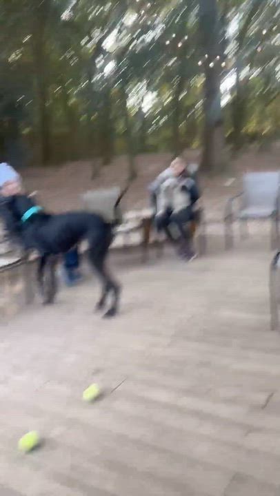 Enlarge Stella, an adoptable Great Dane in Pensacola, FL video 4/6