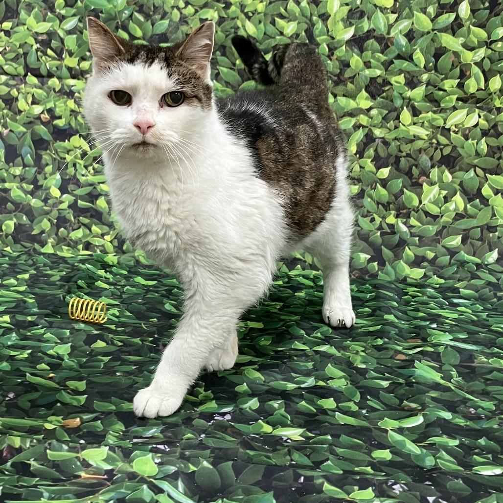 Tinker — thumbnail 2