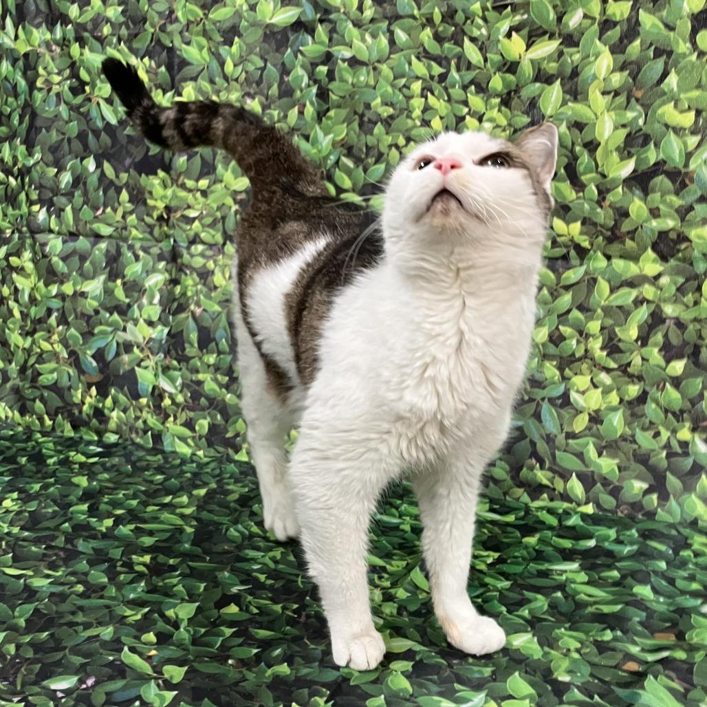 Tinker — thumbnail 3