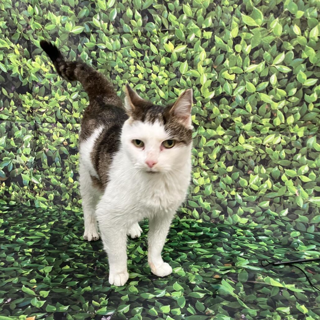 Tinker — thumbnail 4