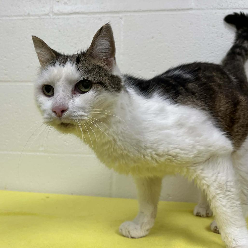 Tinker — thumbnail 5