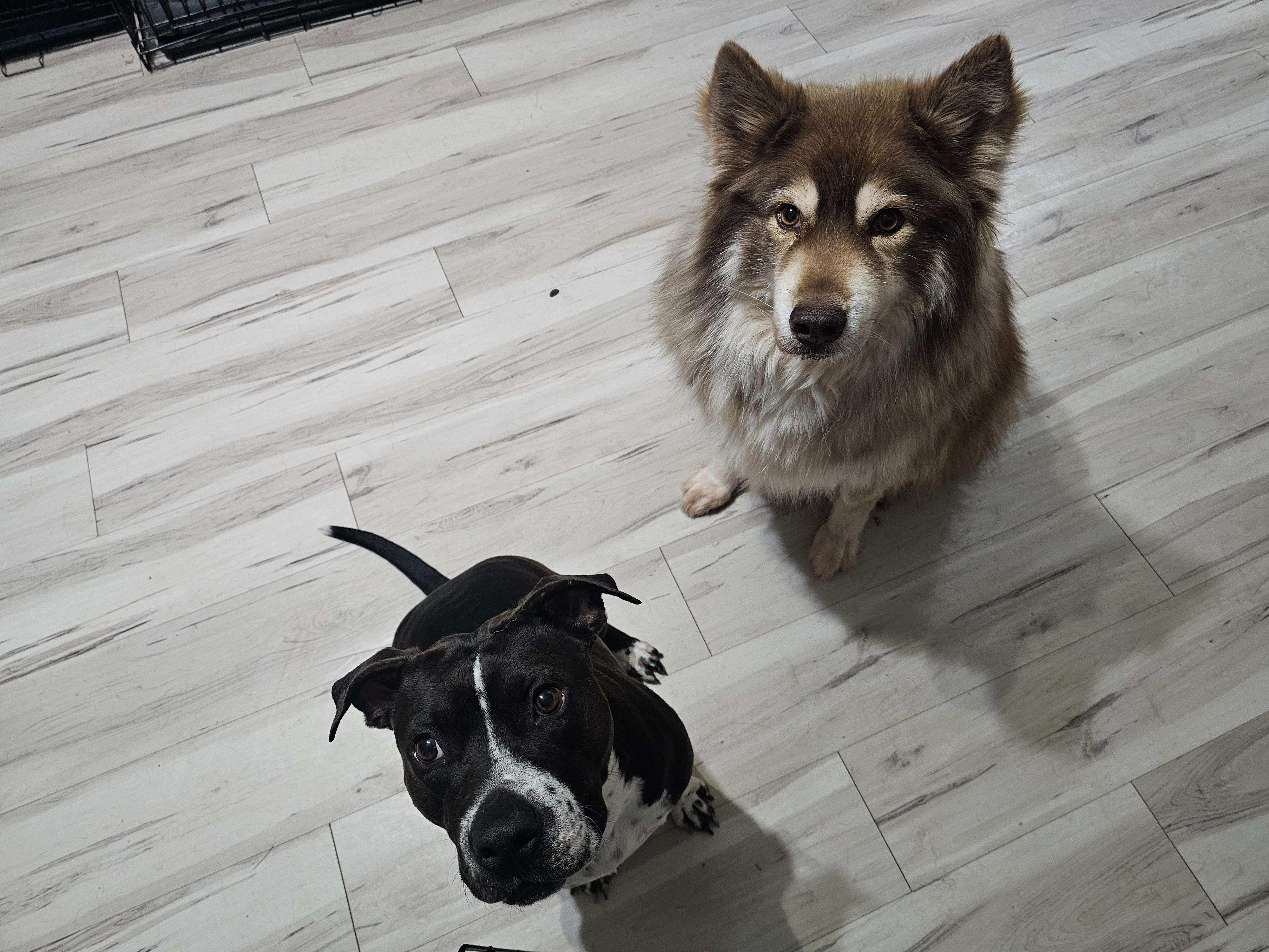 Enlarge Becky F Johnson, a Adoptable mixed breed in Mesa, AZ image 2/6